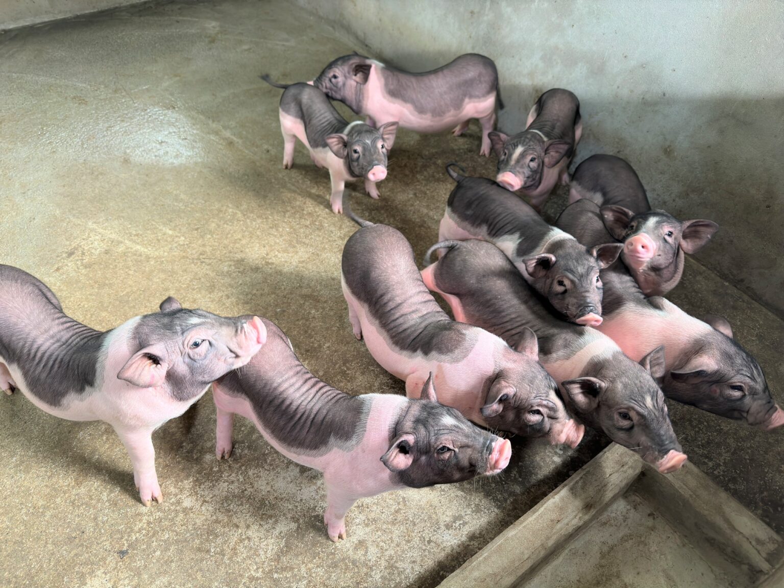 Lợn giống Móng Cái